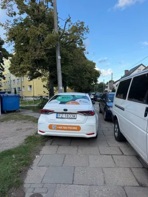 Łoś na chodniku