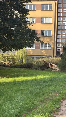 Drzewo runęło 