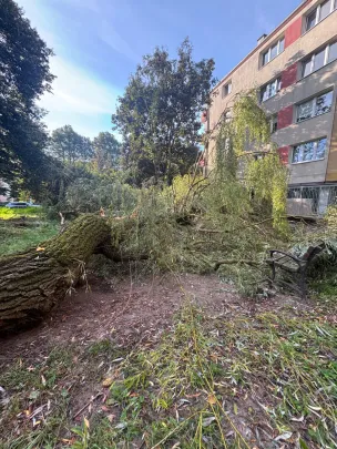 Drzewo runęło 
