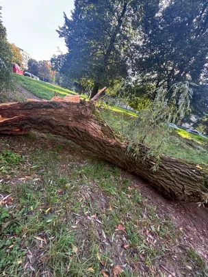 Drzewo runęło 