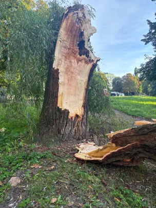 Drzewo runęło 