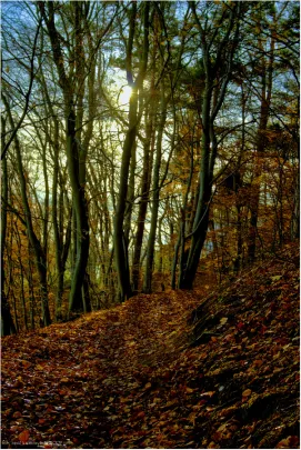 ORŁOWO