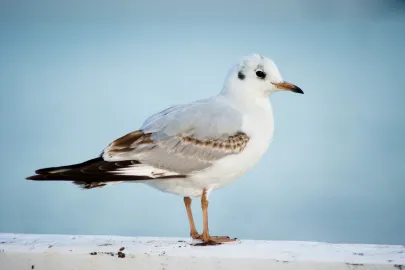 mewa