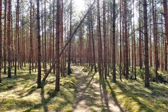 Wiecznie zielone lasy Wdzydzkiego Parku Krajobrazowego