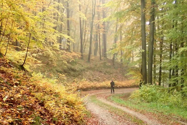 Wybierz się z nami w przepiękne lasy Nadleśnictwa Strzebielino