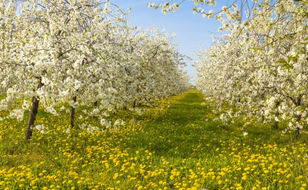 Nieopodal Trójmiasta rozciągają się malownicze tereny uprawne, przez które warto wybrać się wiosną podziwiając malowniczo kwitnące sady owocowe, żółte pola rzepaku a także wypełnione kolorowymi kwiatami łąki. 