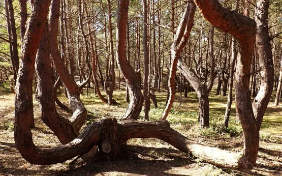 Każdy bór sosnowy ma swój "krzywy las". W Nadmorskim Parku Krajobrazowym powykrzywiane są różne drzewa, nie tylko sosny. Bardzo ciekawa ścieżka wiedzie tu na granicy Rezerwatu Przyrody Babnica. 