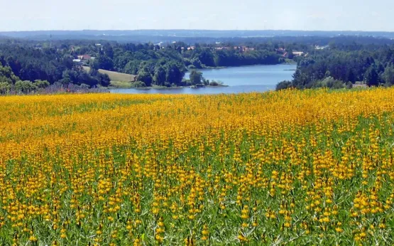 Z Góry Studenckiej rozciąga się malowniczy widok na Jezioro Wysockie. Barwy podłoża uzależnione są od pory roku oraz wysianych na polu zbóż. Na horyzoncie widać przedmieścia Gdańska. 