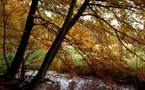 Jar Rzeki Raduni piękny jest o każdej porze roku, jednak jesienią, gdy drzewa liściaste nabiorą złocistych barw, a roślinność rzeki nadal pozostaje zielona, miejsce to zachwyca najbardziej. 