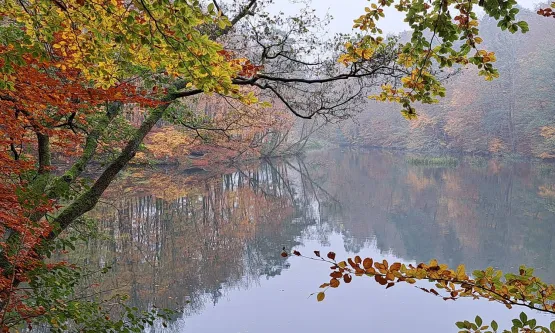 Jar Rzeki Raduni piękny jest o każdej porze roku, jednak jesienią, gdy drzewa liściaste nabiorą złocistych barw, a roślinność rzeki nadal pozostaje zielona, miejsce to zachwyca najbardziej.