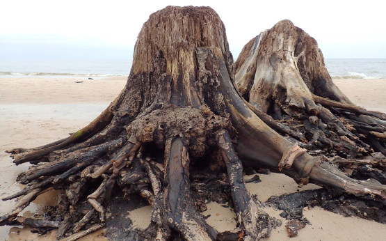 Te ogromne konary drzew zakonserwowane w dnie morza zostały odkryte przez fale sztormowe kilka lat temu. Podobno pochodzą z tzw. prapuszczy słowińskiej, która przed 5 tys. lat porastała Mierzeję Gardnieńską.