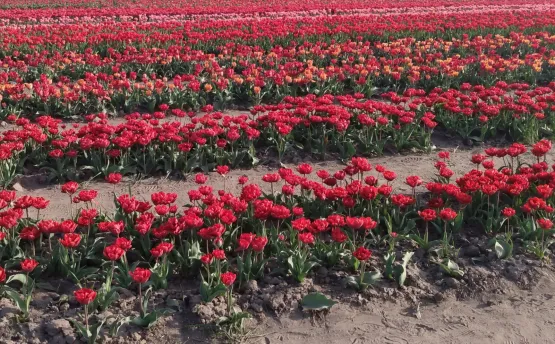 Podczas wędrówki będziemy mieli mnóstwo czasu na przechadzanie się alejkami na Tulipanowym Polu. Miejsce o wdzięcznej nazwie „O rany, tulipany!” jest już znane w całej Polsce. W cenie wejścia jest 5 tulipanów, które samemu się wybiera i ścina. Oczywiście można ich kupić znacznie więcej!