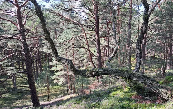 Na trasie wejdziemy także na najwyższe lokalne wzgórze, zwane Górą Księcia Albrechta. Nadmorskie bory sosnowe są bardzo urokliwe, to początek Parku Krajobrazowego Mierzei Wiślanej.