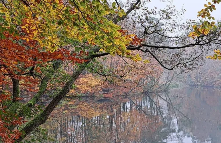 Na terenie arboretum znajduje się punkt widokowy na niezwykle czyste Jezioro Borzechowskie. Szczególnie piękne widoki czekają nas w jego jesiennej szacie.
