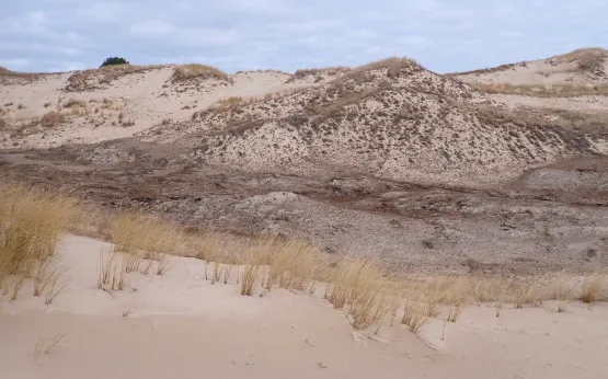Madwiny Wydmy Lubiatowskiej są dość rozległe. Tworzą ją zarówno ruchome piaski jak i wydmy zalesione, które zobaczymy z różnych perspektyw. To jeden z najbardziej, nadal niezagospodarowanych obszarów wybrzeża północnej części Kaszub.