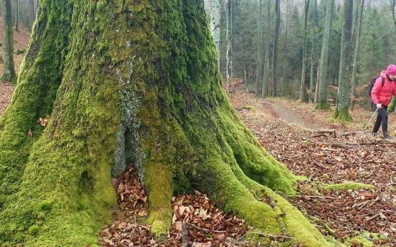 Dolinę Łupawy ostatnim razem pokonywaliśmy rowerami i oczywiście kajakami. Pieszo ostatnim razem byliśmy tam dobre pięć lat temu. Wiecznie zielone bory są wspaniałym miejscem dla aktywnego wypoczynku, szczególnie gdy wkoło jest szaro, buro i ponuro.