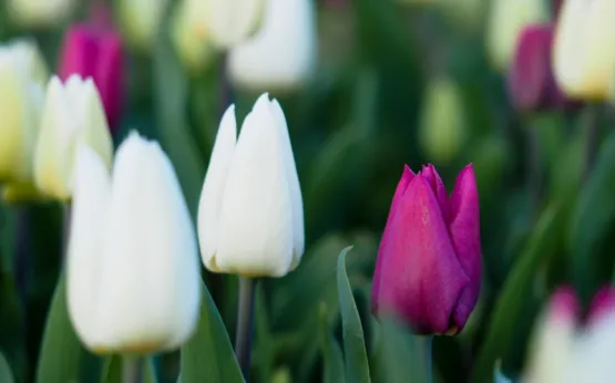 Po wędrówce będziemy mieli mnóstwo czasu na przechadzanie się alejkami na Tulipanowym Polu. Miejsce o wdzięcznej nazwie „O rany, tulipany!” jest już znane w całej Polsce. W cenie wejścia są trzy tulipany, które samemu się wybiera i urywa.  Oczywiście można ich kupić znacznie więcej!