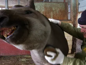 ZOO: szczotkowanie tapirów