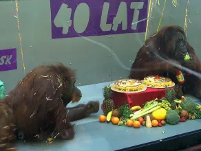 ZOO: 40 urodziny orangutanów