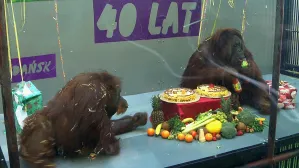 ZOO: 40 urodziny orangutanów