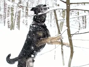 Pies Kacper w śniegu