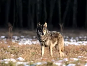Materiał Regionalnej Dyrekcji Ochrony Środowiska dotyczący występowania wilków na Pomorzu