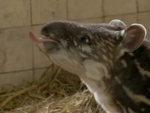 ZOO: mała tapirzyca