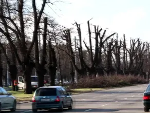 Przycinka drzew na al. Zwycięstwa w Gdańsku