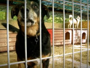 Zakończenie budowy pawilonu dla psów w schronisku "Ciapkowo"