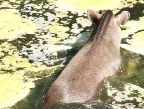 Wyścig do wody: tapiry kontra hipopotamy