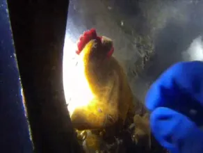 Sylwester pod wodą i z Kurczakiem