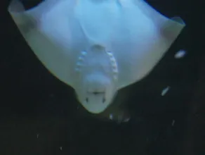 Akwarium: podwodne nietoperze