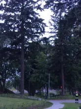 Jedno drzewko mniej w parku w Chwarznie