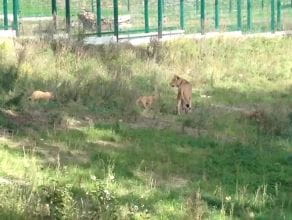 Pokazano trzy lwiątka w gdańskim ZOO