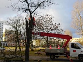 Wycinka drzew w centrum Gdyni