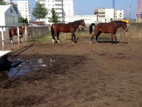 Konie w środku miasta
