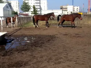 Konie w środku miasta