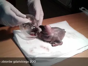 Mały pelikan odchowany przez pracowników ZOO