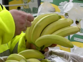 Jak to się robi: Dojrzewalnia bananów