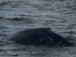 Wieloryb w Zatoce Gdańskiej