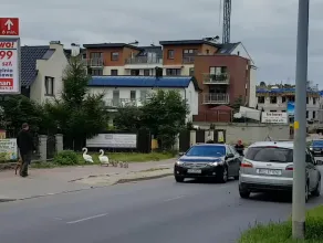 Rodzina łabędzi przechodzi przez ulicę na Myśliwskiej w Gdańsku