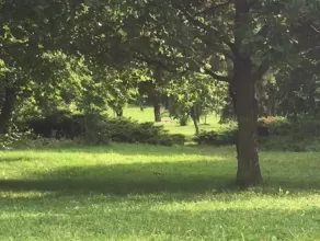Wiewiórki gonią się po parku Kolibki