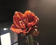 Thai Thai