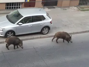 Dziki spacerują sobie po Warszawskiej w Gdyni