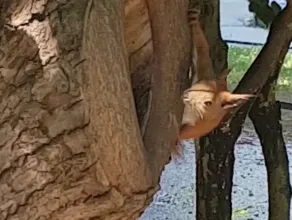 Wiewiórka złapana na gorącym uczynku