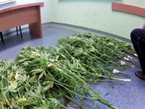 Policja zlikwidowała plantację marihuany