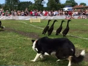 Psy zaganiają kaczki