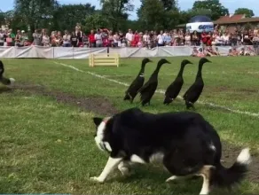 Psy zaganiają kaczki