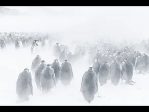 Marsz pingwinów 2: Przygoda na krańcu świata - zwiastun 