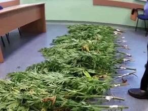 Zlikwidowano plantację marihuany na hałdzie w Wiślince